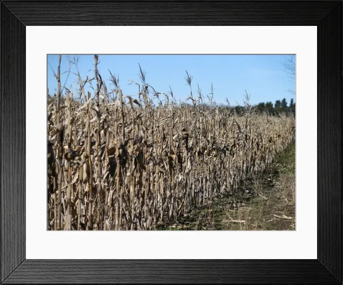 Framed Print : Corn plants are seen in a farm in Lujan, on the outskirts of Buenos Aires Framed Print : Corn plants are seen in a farm in Lujan, on the outskirts of Buenos Aires