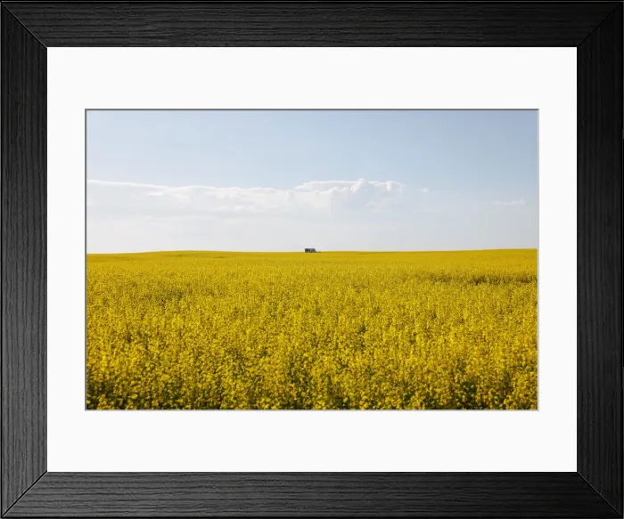 Framed Print : Western Canadian canola fields are seen in full bloom before they will be harvested later Framed Print : Western Canadian canola fields are seen in full bloom before they will be harvested later