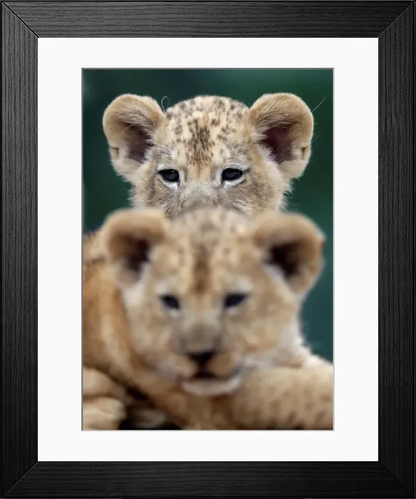 Framed Print : Newly born Barbary lion cubs rest inside their enclosure at Dvur Kralove Zoo Framed Print : Newly born Barbary lion cubs rest inside their enclosure at Dvur Kralove Zoo