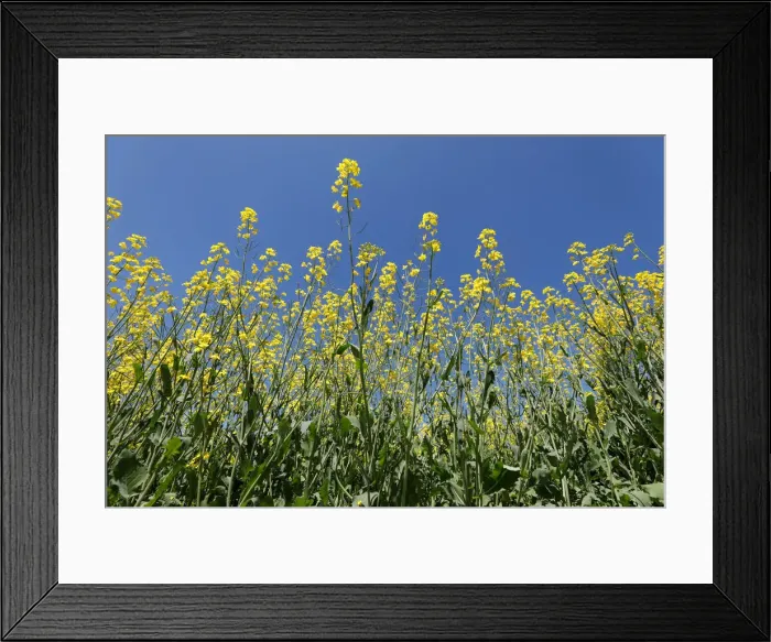 Framed Print : Western Canadian canola fields are seen in full bloom before they will be harvested later Framed Print : Western Canadian canola fields are seen in full bloom before they will be harvested later