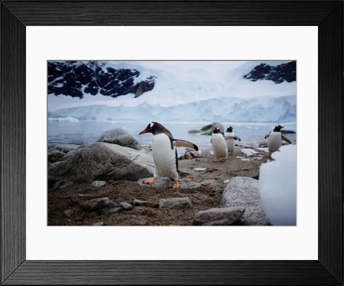 Framed Print : The Wider Image: Journey to Antarctica: seals, penguins and glacial beauty Framed Print : The Wider Image: Journey to Antarctica: seals, penguins and glacial beauty