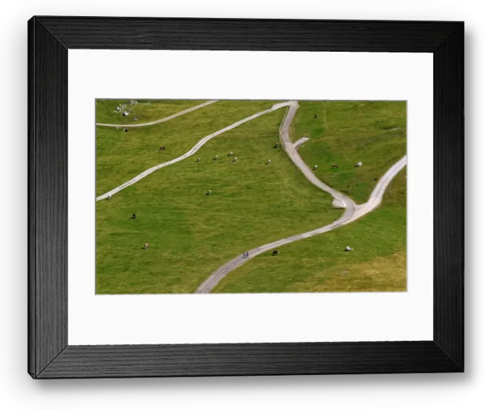 Framed Print : Hikers walk past cows on Schwaegalp near the north-eastern Swiss landmark Mount Saentis Framed Print : Hikers walk past cows on Schwaegalp near the north-eastern Swiss landmark Mount Saentis