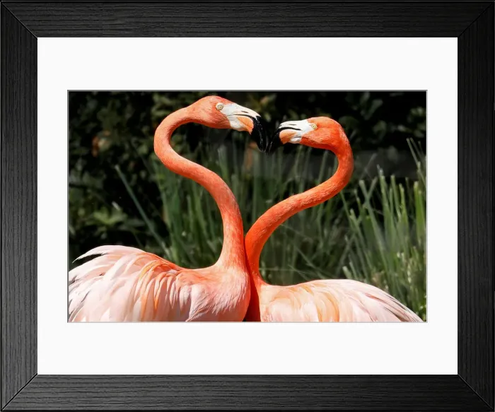 Framed Print : Pink flamingos frolic in their enclosure at the Madrid zoo Framed Print : Pink flamingos frolic in their enclosure at the Madrid zoo