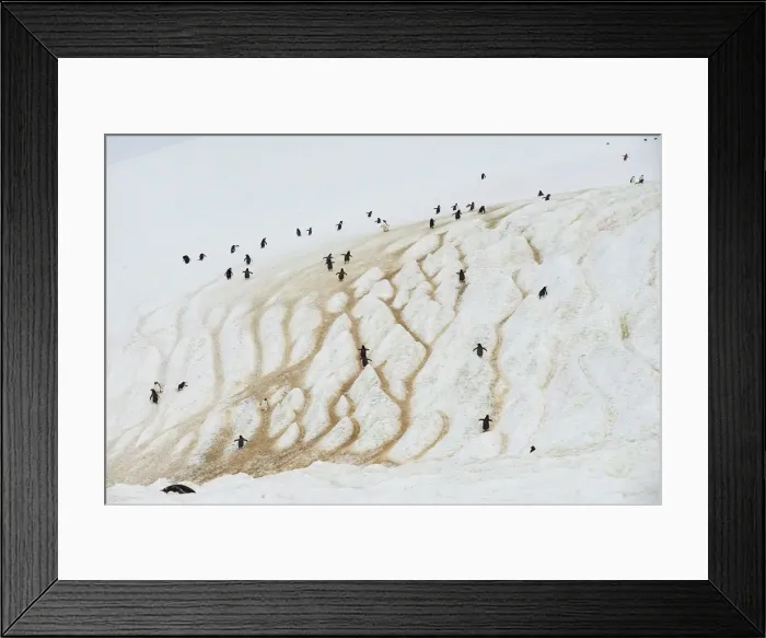 Framed Print : The Wider Image: Journey to Antarctica: seals, penguins and glacial beauty Framed Print : The Wider Image: Journey to Antarctica: seals, penguins and glacial beauty