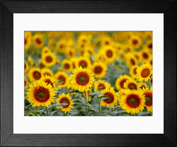 Framed Print : Sunflowers are pictured in a field near Frauenkirchen in Austria Framed Print : Sunflowers are pictured in a field near Frauenkirchen in Austria
