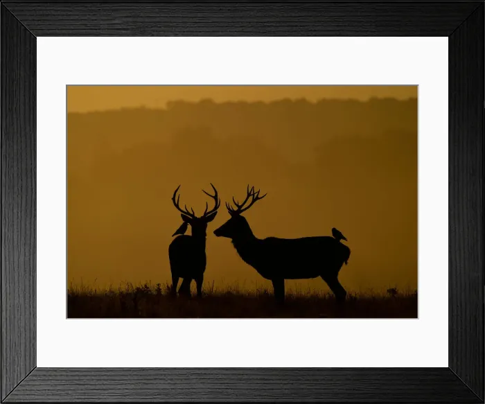 Framed Print : Deer are seen during the early morning at Richmond Park, west London, Britain Framed Print : Deer are seen during the early morning at Richmond Park, west London, Britain