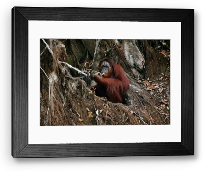 Framed Print : An orangutan is pictured at a pre-release island used by Borneo Orangutan Survival Framed Print : An orangutan is pictured at a pre-release island used by Borneo Orangutan Survival