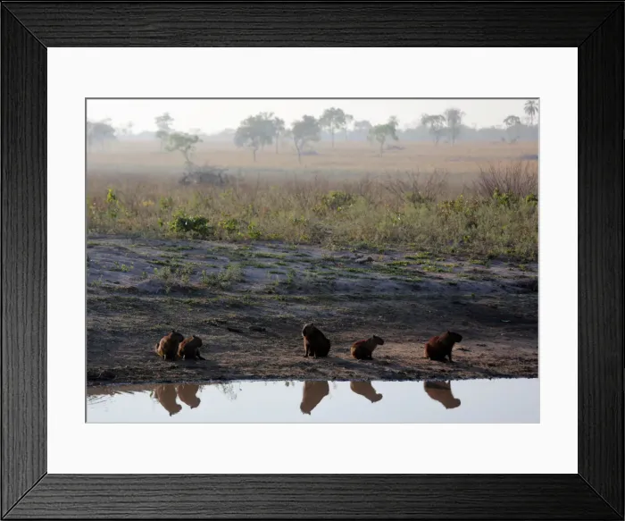 Framed Print : Capybaras are seen next to the road during prolonged drought conditions near San Rafael Framed Print : Capybaras are seen next to the road during prolonged drought conditions near San Rafael