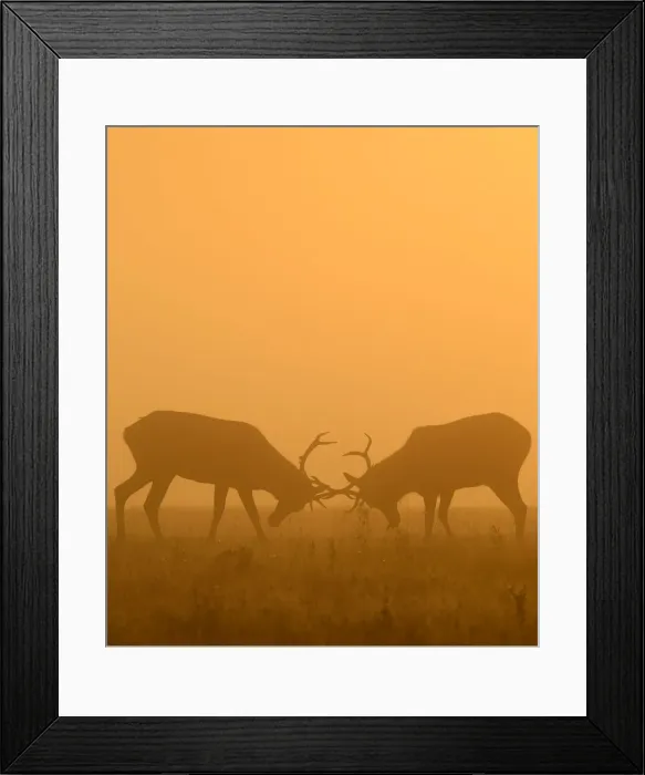 Framed Print : Deer are seen clashing antlers during the rutting season in the early morning at Richmond