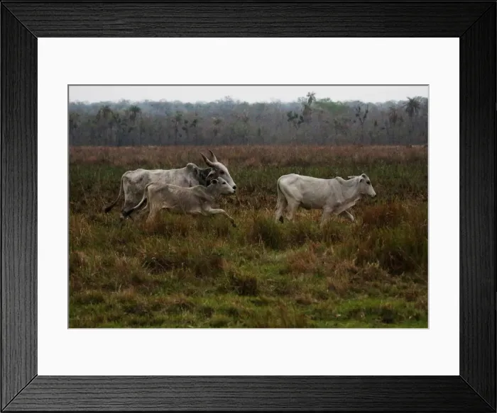 Framed Print : Cattle are seen in Santa Teresita, Charagua