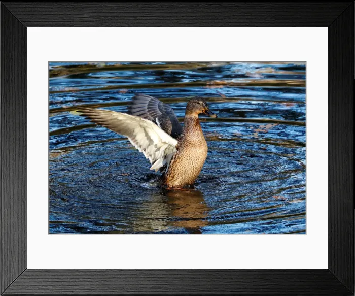Framed Print : A duck is pictured at Tiergarten park in Berlin Framed Print : A duck is pictured at Tiergarten park in Berlin