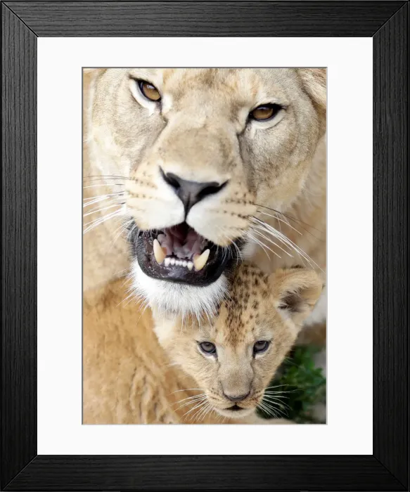 Framed Print : A newly born Barbary lion cub sits near its mother Khalila inside their enclosure at Dvur Framed Print : A newly born Barbary lion cub sits near its mother Khalila inside their enclosure at Dvur
