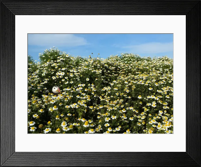 Framed Print : An Atlantic Puffin is seen among the daisies on Skomer Island Framed Print : An Atlantic Puffin is seen among the daisies on Skomer Island