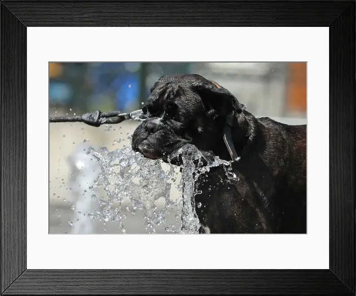 Framed Print : A dog drinks water at a fountain during a hot summer day in Brussels Framed Print : A dog drinks water at a fountain during a hot summer day in Brussels