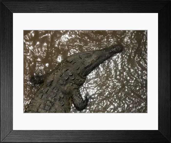 Framed Print : A large crocodile is seen in the Tarcoles River, a river with one of the highest Framed Print : A large crocodile is seen in the Tarcoles River, a river with one of the highest