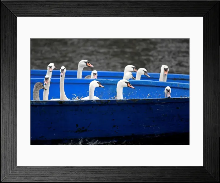 Framed Print : Swans are seen in a boat after they were caught at Hamburgs inner city lake Alster by