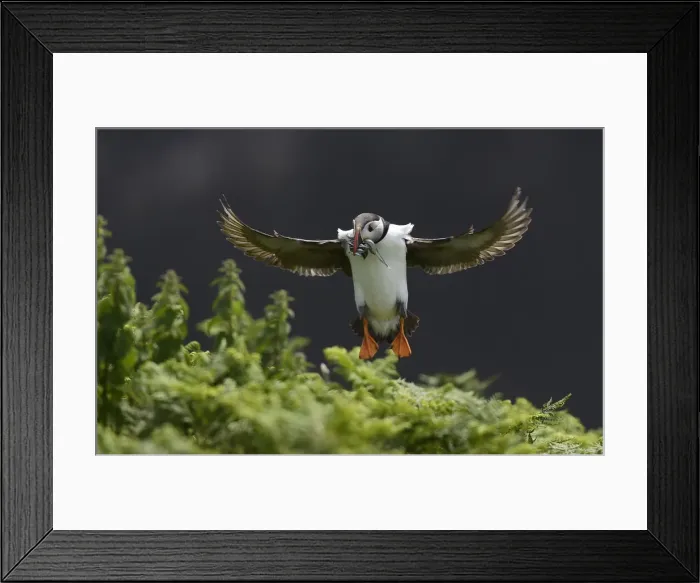 Framed Print : A Puffin jumps into its burrow with a mouthful of sea eels to feed its chick on Skomer Framed Print : A Puffin jumps into its burrow with a mouthful of sea eels to feed its chick on Skomer
