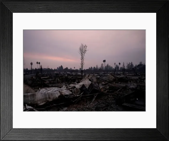 Framed Print : A burnt tree stands amidst the destroyed Journeys End Mobile Home Park during the Tubbs Framed Print : A burnt tree stands amidst the destroyed Journeys End Mobile Home Park during the Tubbs
