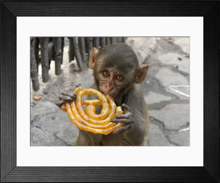 Framed Print : Musafir a pet monkey eats a Jalebi sweet on a pavement in Kolkata