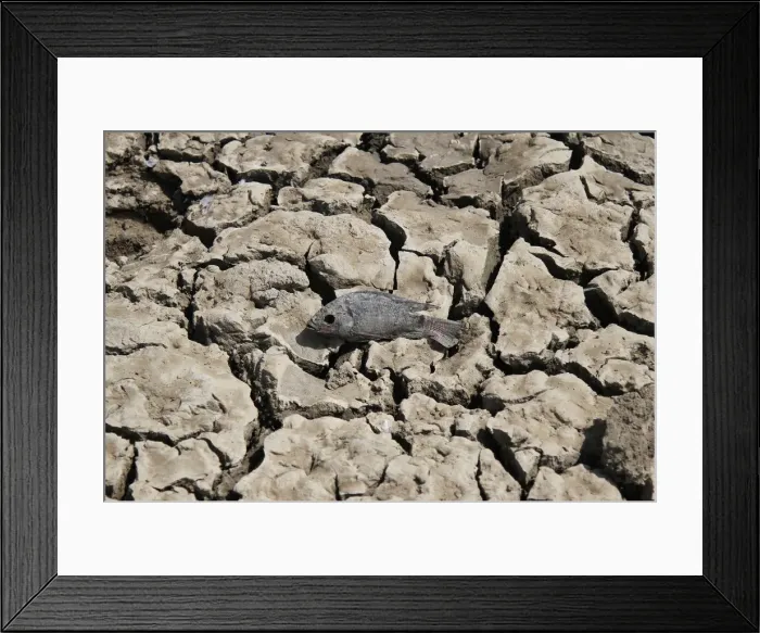Framed Print : A dead fish is seen at the partially dried-up Choursiyavas lake on the outskirts of Ajmer