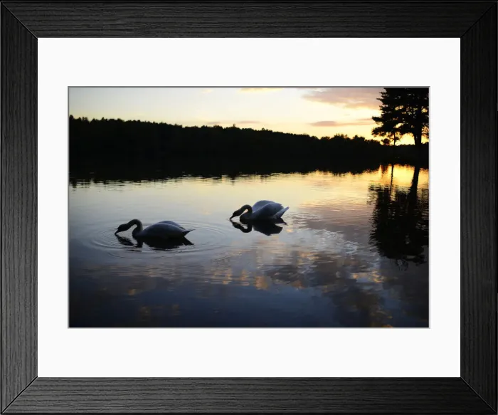 Framed Print : Swans glide as the sun sets over Hawley Lake near Blackwate Framed Print : Swans glide as the sun sets over Hawley Lake near Blackwate