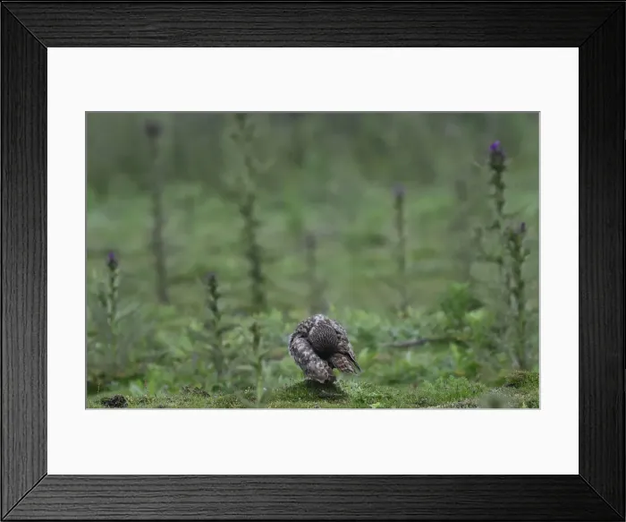 Framed Print : A Little Owl takes a break from hunting amongst a field of thistles on Skomer Island Framed Print : A Little Owl takes a break from hunting amongst a field of thistles on Skomer Island