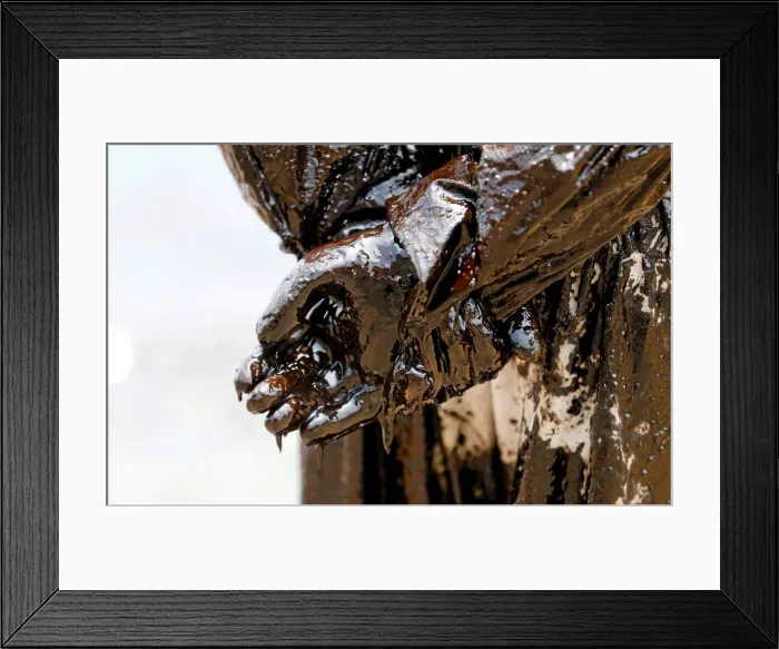 Framed Print : A member of the Sri Lankan coast guard is covered in oil as he works to remove an oil Framed Print : A member of the Sri Lankan coast guard is covered in oil as he works to remove an oil