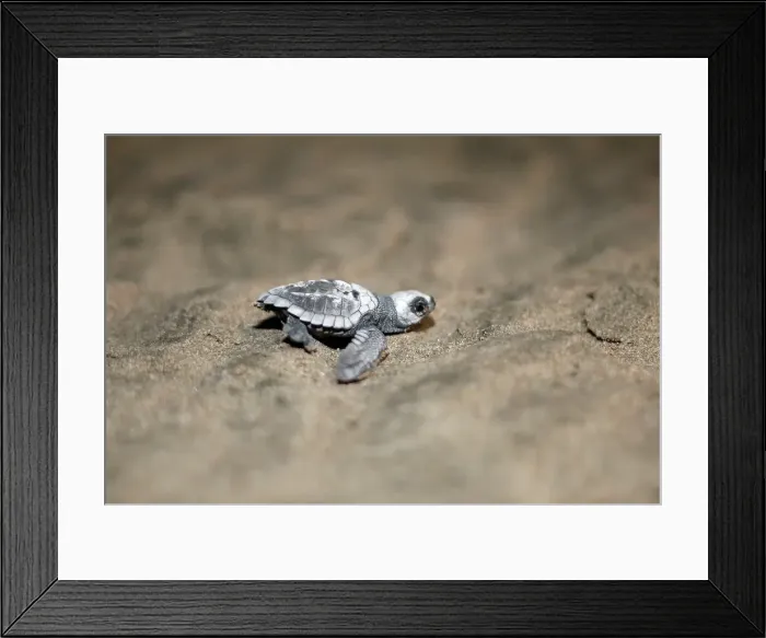 Framed Print : An Olive Ridley turtle hatchling crawls towards the ocean at a beach in Same Framed Print : An Olive Ridley turtle hatchling crawls towards the ocean at a beach in Same