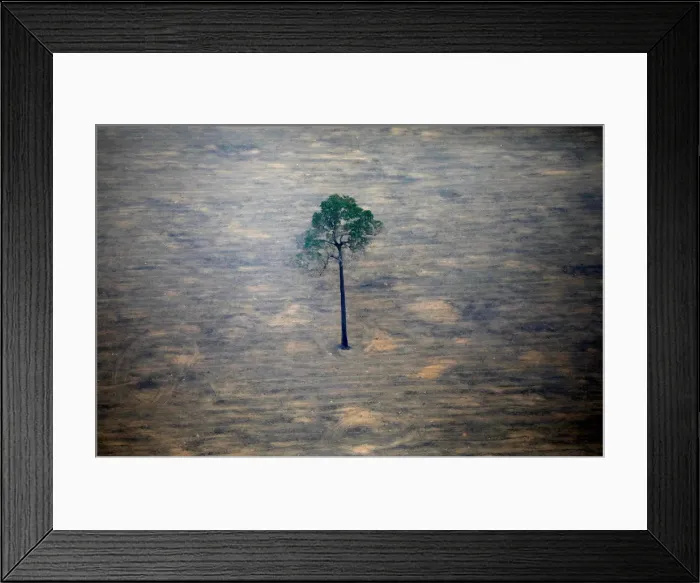 Framed Print : An aerial view shows a deforested plot of the Amazon near Porto Velho Framed Print : An aerial view shows a deforested plot of the Amazon near Porto Velho