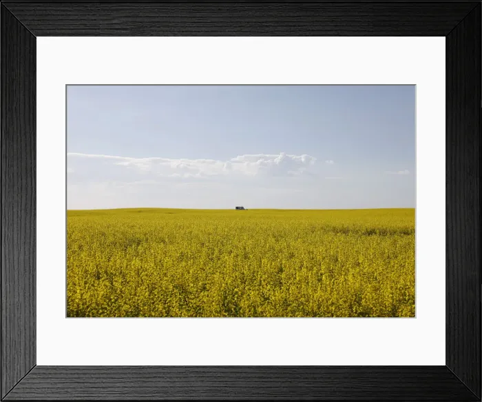 Framed Print : Western Canadian canola fields are seen in full bloom before they will be harvested later Framed Print : Western Canadian canola fields are seen in full bloom before they will be harvested later