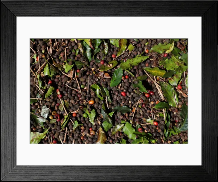 Framed Print : Coffee cherries are seen in a plantation in the town of Sao Joao da Boa Vista Framed Print : Coffee cherries are seen in a plantation in the town of Sao Joao da Boa Vista