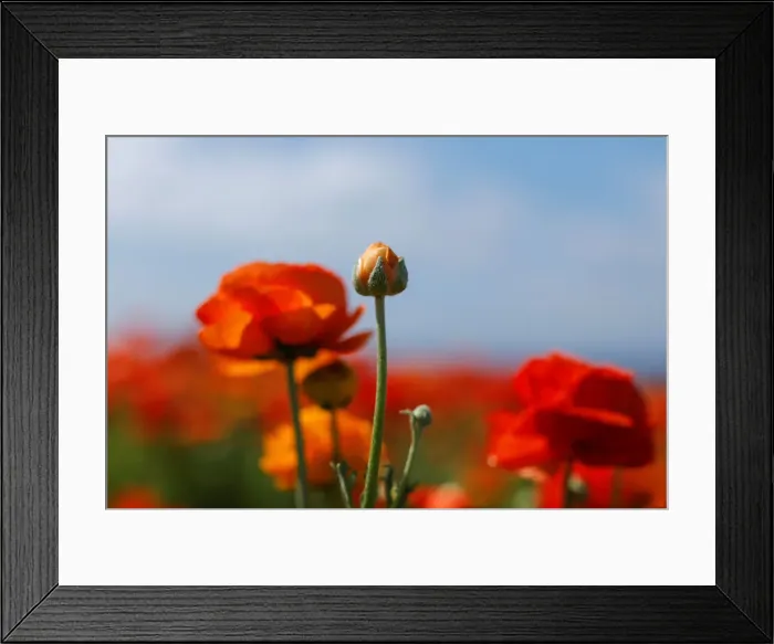 Framed Print : Giant Tecolote ranunculus flowers begin to bloom at the Flower Fields at Carlsbad Ranch Framed Print : Giant Tecolote ranunculus flowers begin to bloom at the Flower Fields at Carlsbad Ranch