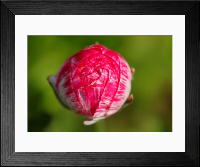 Framed Print : Giant Tecolote ranunculus flowers begin to bloom at the Flower Fields at Carlsbad Ranch Framed Print : Giant Tecolote ranunculus flowers begin to bloom at the Flower Fields at Carlsbad Ranch