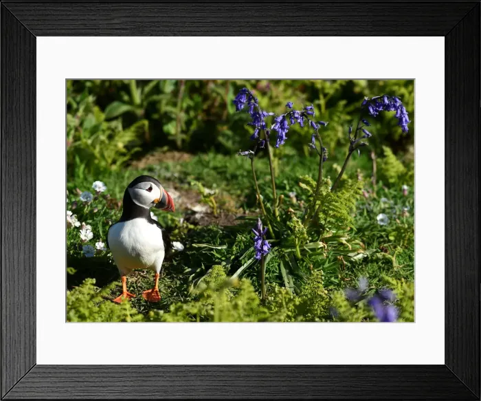 Framed Print : An Atlantic Puffin is seen amongst the bluebells on Skomer Island
