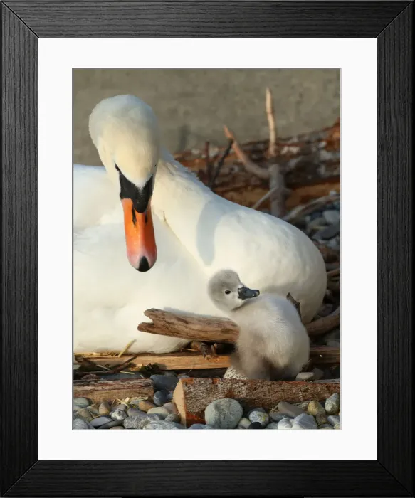 Framed Print : A newly born cygnet falls in front of its pen, by the female swan