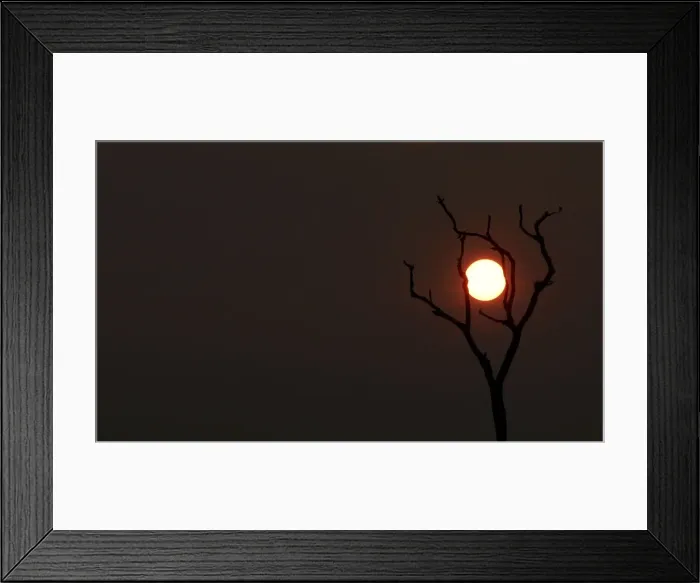 Framed Print : The sun sets behind a burned tree amid smoke as a tract of Amazon jungle burns as it is Framed Print : The sun sets behind a burned tree amid smoke as a tract of Amazon jungle burns as it is