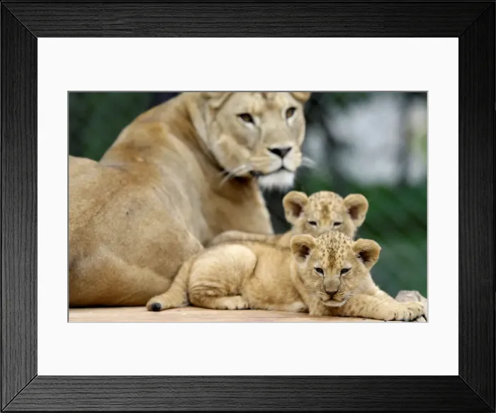 Framed Print : Newly born Barbary lion cubs sit near their mother Khalila inside their enclosure at Dvur
