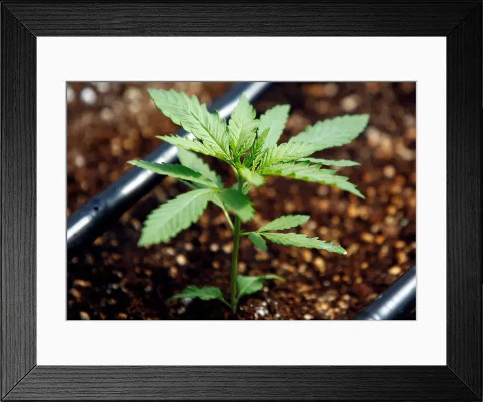 Framed Print : A cannabis plant is pictured at a medical cannabis farm near Kumanovo Framed Print : A cannabis plant is pictured at a medical cannabis farm near Kumanovo