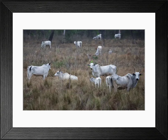 Framed Print : Cattle are seen near San Ignacio de Velasco Framed Print : Cattle are seen near San Ignacio de Velasco