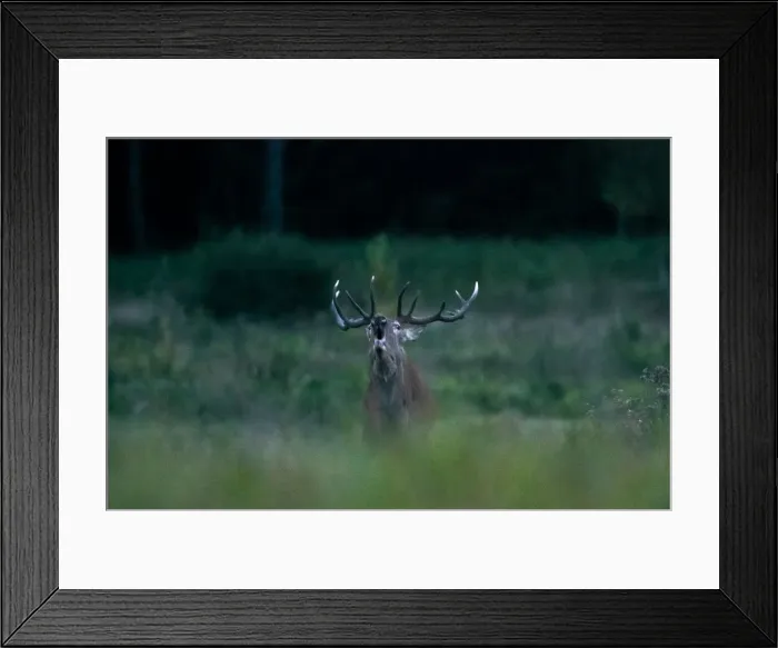 Framed Print : Male deer roars in a field in Republican landscape reserve Nalibokski near the village Framed Print : Male deer roars in a field in Republican landscape reserve Nalibokski near the village