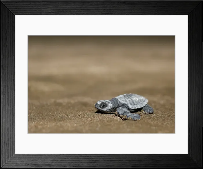 Framed Print : An Olive Ridley turtle hatchling crawls towards the ocean at a beach in Same