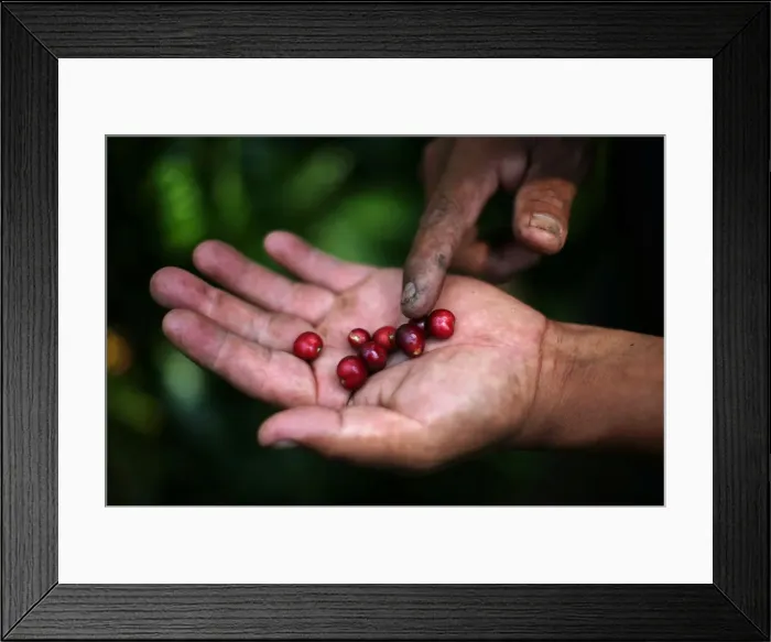 Framed Print : Recently-harvested coffee fruits are pictured at a plantation in Tepezonapa