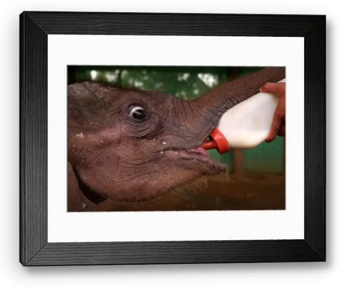 Framed Print : A camp staff feeds Ayeyar Sein, a four-month-old baby elephant who lost her parents to Framed Print : A camp staff feeds Ayeyar Sein, a four-month-old baby elephant who lost her parents to