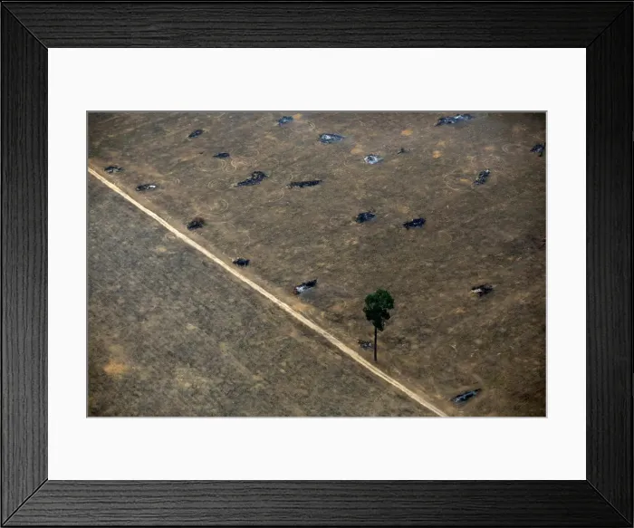 Framed Print : An aerial view shows a deforested plot of the Amazon near Porto Velho Framed Print : An aerial view shows a deforested plot of the Amazon near Porto Velho