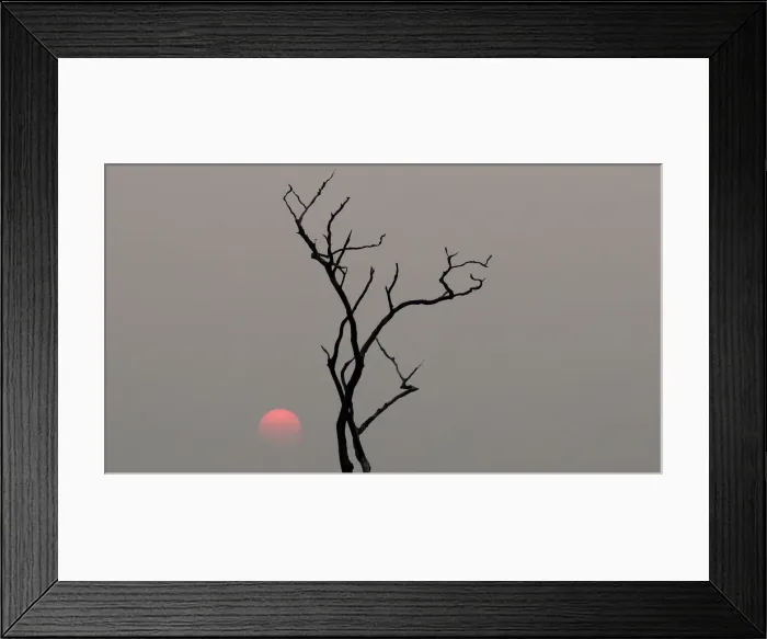 Framed Print : The sun sets behind a burned tree amid smoke as a tract of Amazon jungle burns as it is Framed Print : The sun sets behind a burned tree amid smoke as a tract of Amazon jungle burns as it is