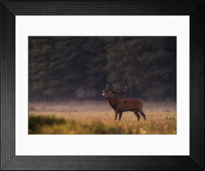 Framed Print : Male deer roars in a field in Republican landscape reserve Nalibokski near the village Framed Print : Male deer roars in a field in Republican landscape reserve Nalibokski near the village