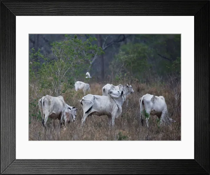 Framed Print : Cattle are seen near San Ignacio de Velasco