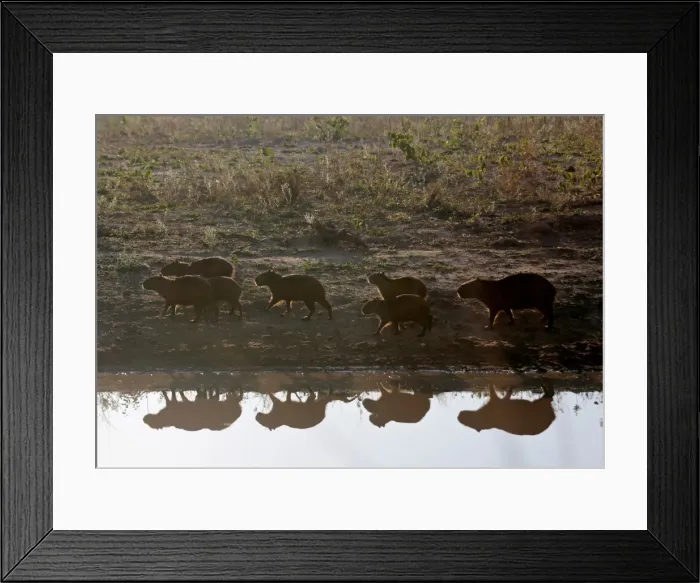 Framed Print : Capybaras are seen next to the road during prolonged drought conditions near San Rafael Framed Print : Capybaras are seen next to the road during prolonged drought conditions near San Rafael