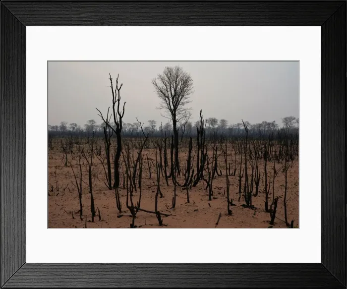 Framed Print : A view shows a burned forest at the Nembi Guasu conservation area in the Charagua