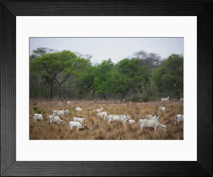 Framed Print : Cattle are seen near San Ignacio de Velasco